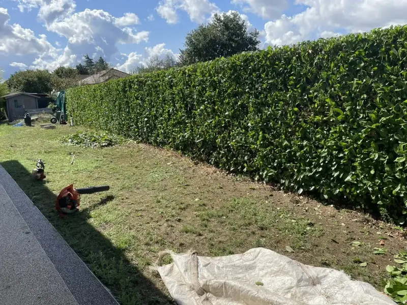 Haie de lauriers taillée par Xavservice le long d'une pelouse, sous un ciel bleu